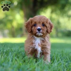 Darla, Cavapoo Puppy